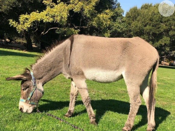 Perry, que deu origem ao Burro de 'Shrek', sofre de artrose e da síndrome de Cushing equina