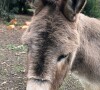 Perry vive em uma fazenda de burros que precisa de ajuda para custos