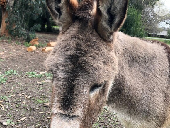 Perry vive em uma fazenda de burros que precisa de ajuda para custos