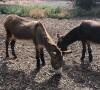 Perry vive com outros burros em uma fazenda nos Estados Unidos