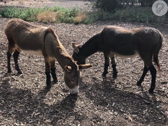 Perry vive com outros burros em uma fazenda nos Estados Unidos