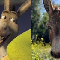 Ah, não! Burro de 30 anos que inspirou o melhor amigo de 'Shrek' está com saúde debilitada