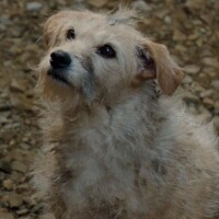 Reconhece? Cachorro 'chutado' em cena polêmica de 'House of The Dragon' já estrelou aclamado filme da Disney
