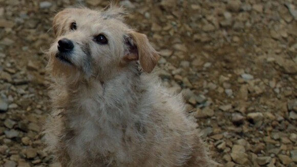 Reconhece? Cachorro 'chutado' em cena polêmica de 'House of The Dragon' já estrelou aclamado filme da Disney