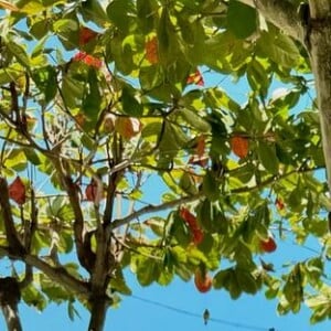 Barriga super definida de Gkay roubou a cena nos cliques; influenciadora está treinando muito e fazendo dieta