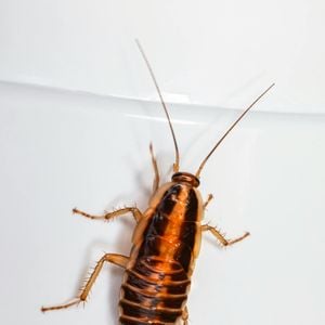 Com a chegada do verão e altas temperaturas, é normal que as baratas surjam com mais frequência em casa