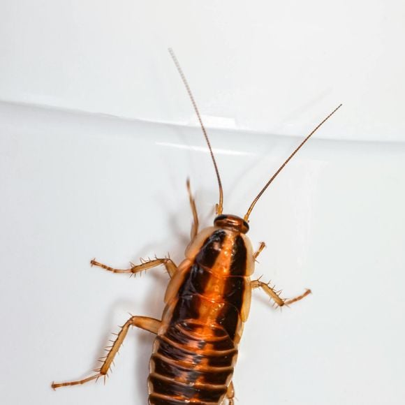 Com a chegada do verão e altas temperaturas, é normal que as baratas surjam com mais frequência em casa