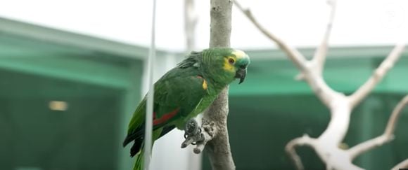 A mansão de Gugu Liberato também tinha jardim interno, onde ficavam os pássaros.