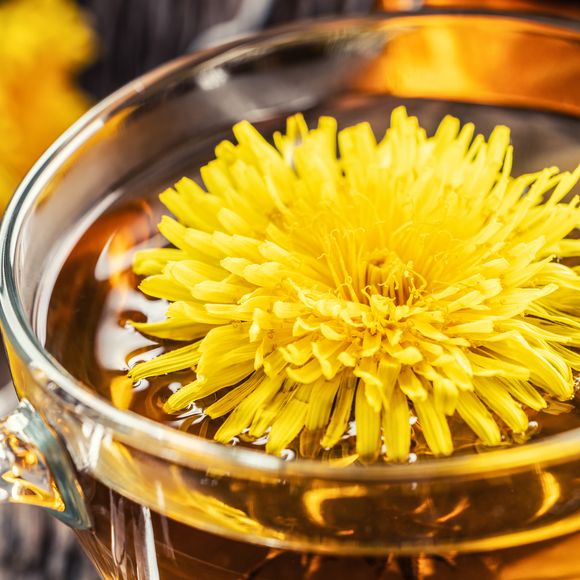 Chá de dente-de-leão também ajuda na retenção de líquidos e no funcionamento do intestino, aliviando a constipação e favorecendo a digestão