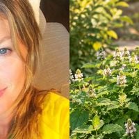 Tem na casa de quase toda avó brasileira: uma xícara por dia do chá desta erva nativa do Oriente Médio é o segredo simples e barato de Gisele Bündchen para acabar com os gases e o inchaço