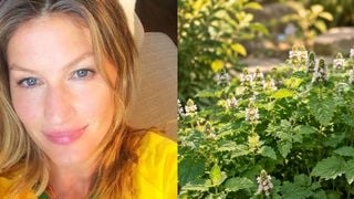 Tem na casa de quase toda avó brasileira: uma xícara por dia do chá desta erva nativa do Oriente Médio é o segredo simples e barato de Gisele Bündchen para acabar com os gases e o inchaço