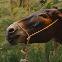 Chama Luisa Mell, urgente! Maus-tratos ao burro Policarpo em 'Êta Mundo Melhor' faz Candinho lutar por defesa do animal