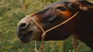 Chama Luisa Mell, urgente! Maus-tratos ao burro Policarpo em 'Êta Mundo Melhor' faz Candinho lutar por defesa do animal