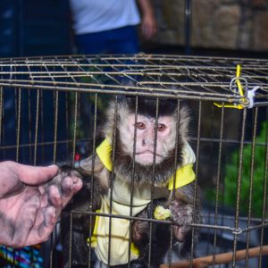 Pipoca, macaco de estimação de Rogério Alves e Cláudia Baronesa, sobreviveu ao incêndio
