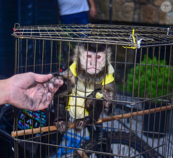Pipoca, macaco de estimação de Rogério Alves e Cláudia Baronesa, sobreviveu ao incêndio