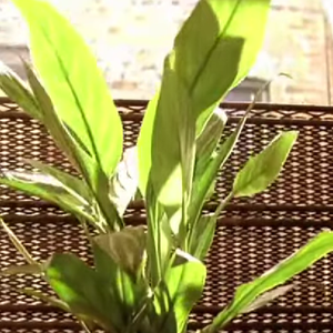 Foto do filme 'León: O Profissional' (1994)': estudos revelam que ter plantas em casa pode diminuir consideravelmente os níveis de estresse.