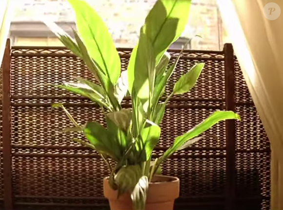 Foto do filme 'León: O Profissional' (1994)': estudos revelam que ter plantas em casa pode diminuir consideravelmente os níveis de estresse.
