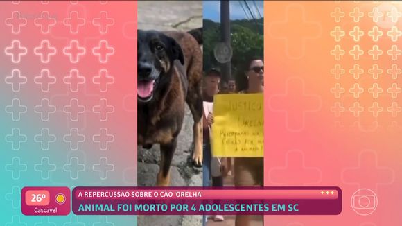 Caso Orelha: cachorro foi morto por 4 adolescentes em Santa Catarina que não tiveram os nomes divulgados por serem menores