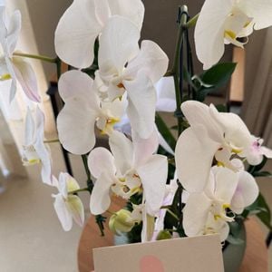 Vini Jr deu orquídeas para Virgínia neste Dia das Mulheres