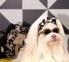 Pesquisas indicam que pessoas que desenvolvem vínculos mais fortes com seus animais de estimação tendem a apresentar níveis um pouco maiores de responsabilidade, empatia e sensibilidade emocional.