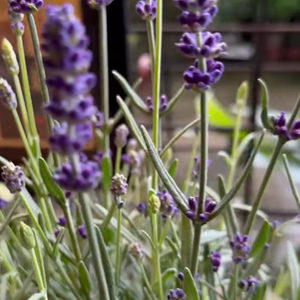 Por que lavanda? Produção de 'Dona de Mim' foge do óbvio e aposta em flor tem significado supreendente