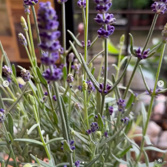 Por que lavanda? Produção de 'Dona de Mim' foge do óbvio e aposta em flor tem significado supreendente