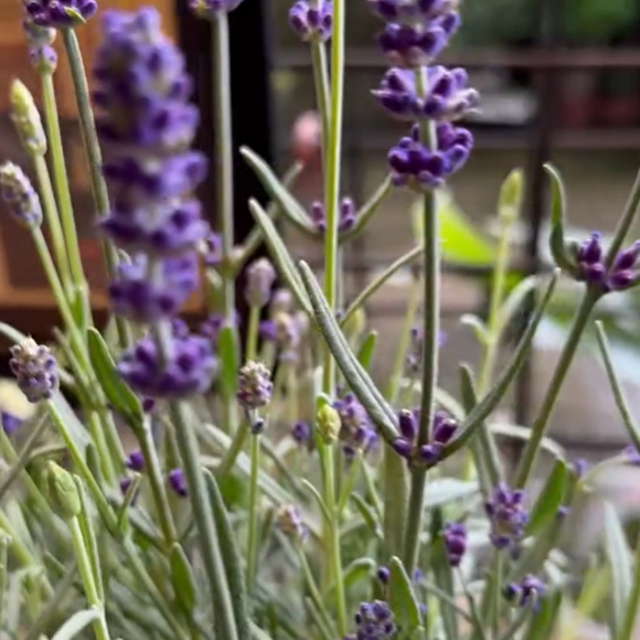 Por que lavanda? Produção de 'Dona de Mim' foge do óbvio e aposta em flor tem significado supreendente