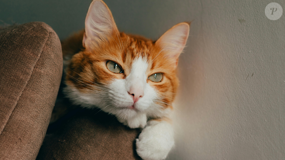 É preciso ter paciência na hora de reencontrar o gato após um período afastado, afinal cada felino reage à sua maneira