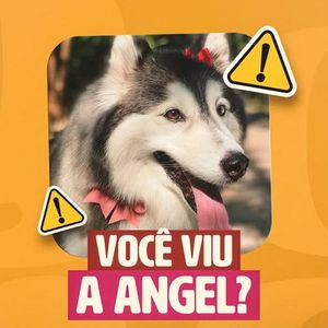 Cachorrinha de Gracyanne Barbosa, Angel está desaparecida