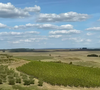 Bueno Wines: ao todo, são 108 hectares, o equivalente a cerca de 1,08 milhão de metros quadrados. Dentro desse espaço, aproximadamente 30 hectares são destinados aos vinhedos, sendo cerca de 300 mil metros quadrados ocupados por videiras.