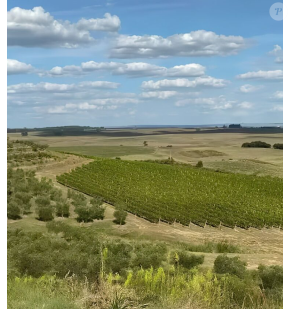 Bueno Wines: ao todo, são 108 hectares, o equivalente a cerca de 1,08 milhão de metros quadrados. Dentro desse espaço, aproximadamente 30 hectares são destinados aos vinhedos, sendo cerca de 300 mil metros quadrados ocupados por videiras.