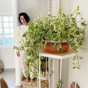 Foto mostra a atriz Fernanda Paes Leme rodeada de plantas em seu apartamento; ela mesma já se chamou de ‘mãe de planta dedicada’.