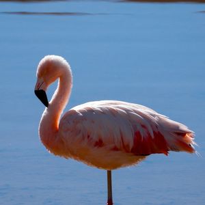 Quem ficar hospedado no local, vai poder desfrutar das belezas do Deserto do Atacama.