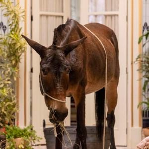 Policarpo ganhou fama com sua imagem nos biscoitos na novela Êta Mundo Melhor