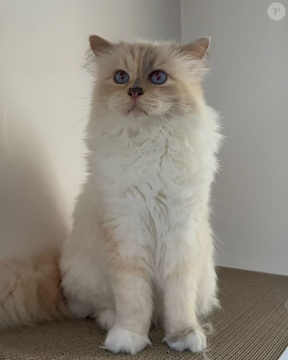 A legislação francesa não permite que animais recebam dinheiro ou propriedades vindas de heranças. Por isso, o valor destinado a Choupette precisa ser reivindicado por uma pessoa responsável por seus cuidados - no caso, a ex-governanta