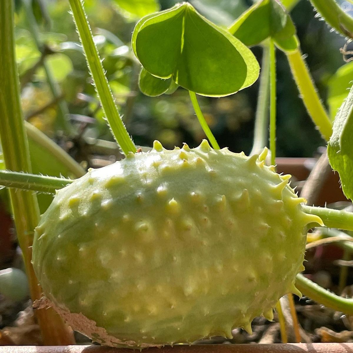Foto: O maxixe é rico em fibras, vitaminas e minerais, além de ter ...