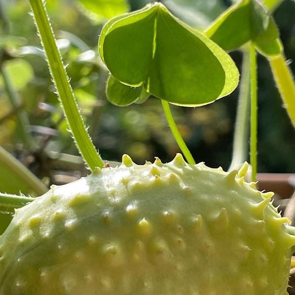 O maxixe é rico em fibras, vitaminas e minerais, além de ter poucas calorias. Ignorado por muitos nos mercado, ele traz diversos benefícios para saúde