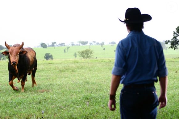 Touro Bandido foi vítima de um câncer de pele, e após o diagnóstico da doença faleceu, deixando 70 filhos e três clones.