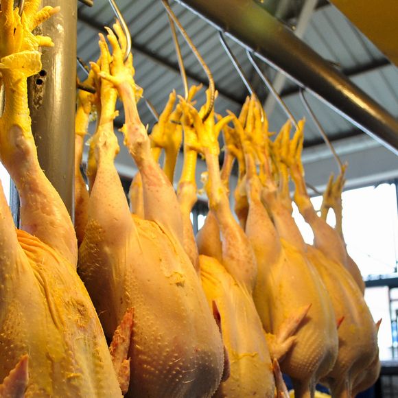 A ANVISA não recomenda a ingestão de frango cru.