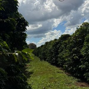 Quem está à frente da operação é Omar Rahal, pai da apresentadora, que já tinha experiência prévia com o cultivo de café. Segundo ele, essa bagagem foi essencial para as primeiras decisões na lavoura