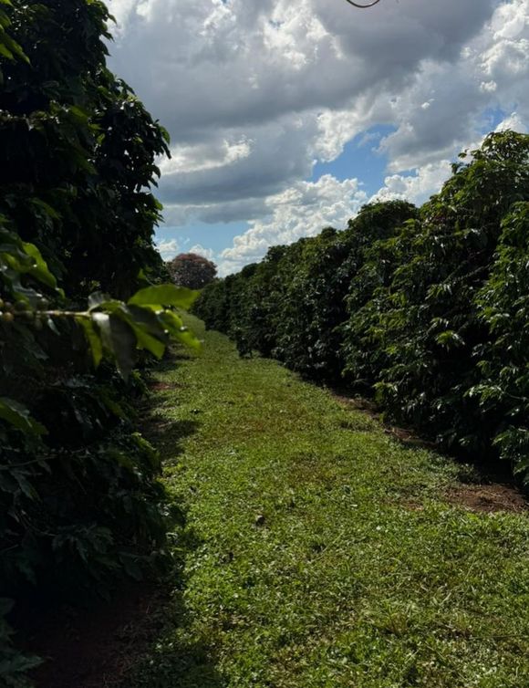 Quem está à frente da operação é Omar Rahal, pai da apresentadora, que já tinha experiência prévia com o cultivo de café. Segundo ele, essa bagagem foi essencial para as primeiras decisões na lavoura
