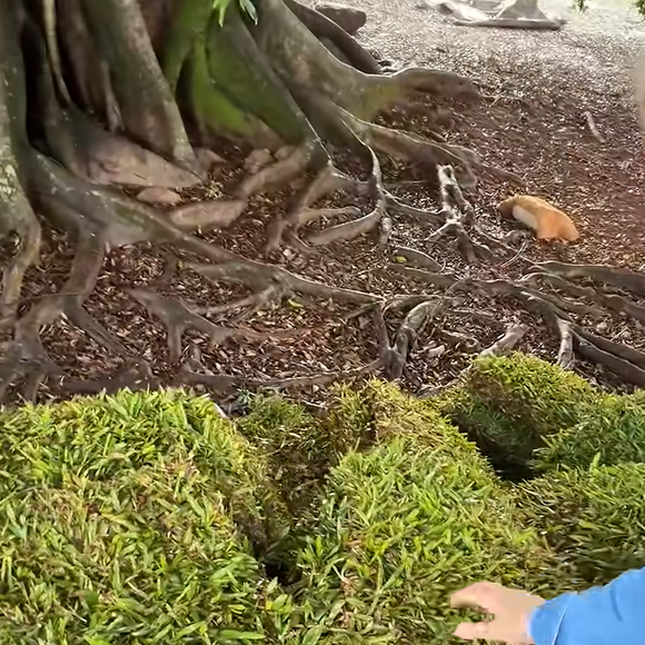 A transformação da Casa Gialla também chegou à área externa. Segundo o NSC Total, Ana Hickmann liderou o projeto de paisagismo e participou do plantio de mais de 3 mil metros quadrados de grama na propriedade, com previsão de expansão nas próximas etapas