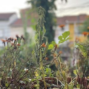 O maxixe ajuda a regular o intestino e elimina o estufamento característico da TPM, além do alívio de cólicas e controle do estresse