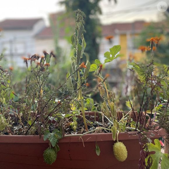 O maxixe ajuda a regular o intestino e elimina o estufamento característico da TPM, além do alívio de cólicas e controle do estresse