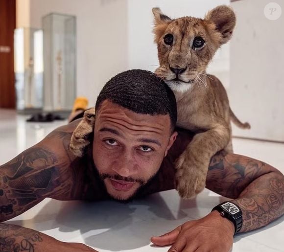 Memphis Depay, atacante da Holanda na Copa 2026, levantou polêmica com animal exótico, o ligre, mistura de tigresa e leão
