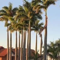 Zero poluição e + de 70 campos de futebol de área plantada: fazenda refúgio de Sabrina Sato tem lago, capela e muito espaço para relaxar; veja 18 fotos!