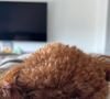 Chihiro, cadelinha de Bruna Marquezine, conquista fãs e surpreende por habilidade considerada uma das maiores entre os cães
