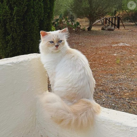 Hoje, porém, Choupette mora com Françoise Cacote, ex-governanta de Karl Lagerfeld, em um apartamento em Paris