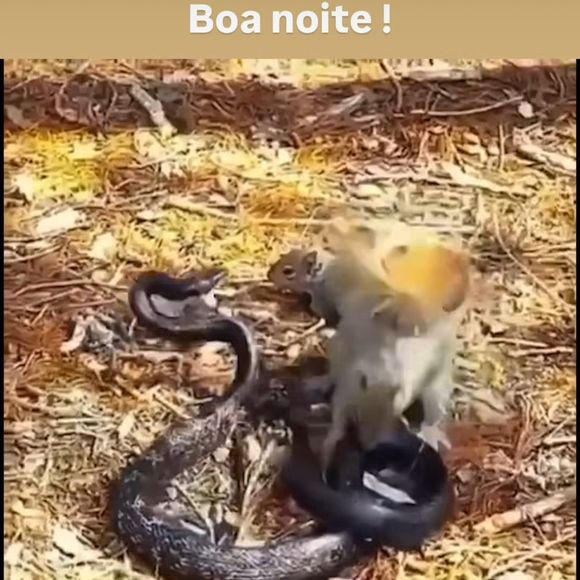 No vídeo publicado pelo Neymar Pai, é possível observar que um esquilo luta contra uma cobra para tentar salvar a vida de outro, que estava sendo atacado pelo animal peçonhento.