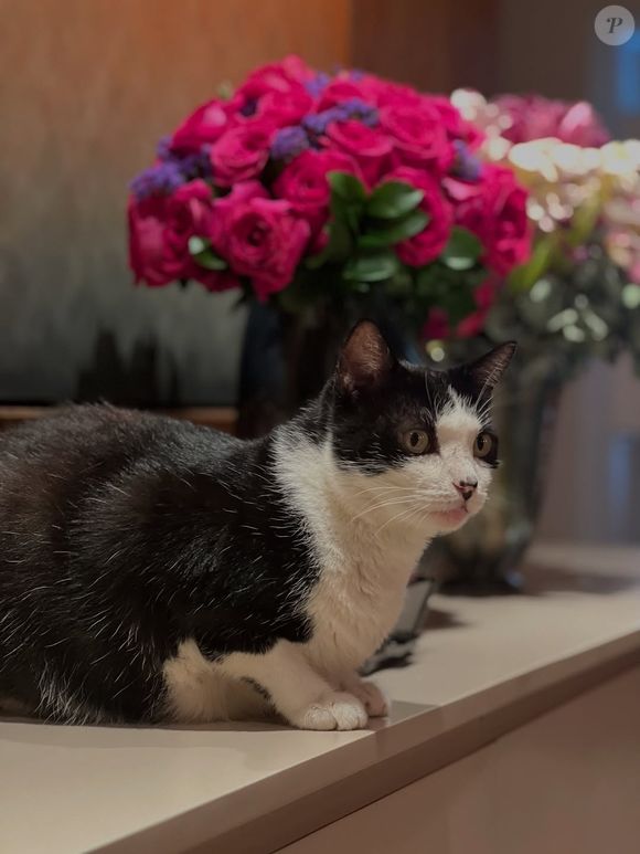 Marina Ruy Barbosa é tutora do gato João: 'Ele foi o único que não foi adotado, e ficou comigo. Desde então, é parte da minha família e também do meu suporte emocional'